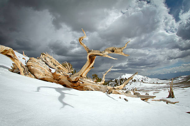 pinho bristlecone: antiga, resistente e bela - nevada pine tree bristlecone pine snow - fotografias e filmes do acervo