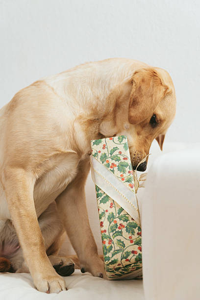 istock Dog tearing up Christmas present 515786368
