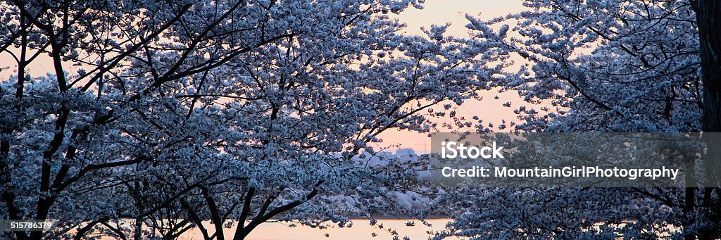 Cherry Blossom Sunset The soft colors of twilight linger over the Tidal Basin in Washington DC with drifts of white cherry blossoms in the foreground. Capital Cities Stock Photo