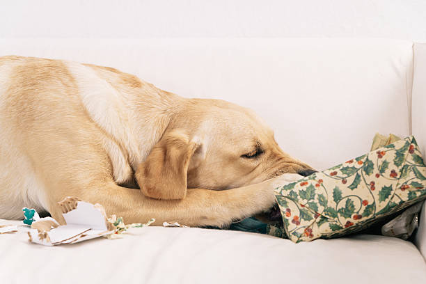 Dog tearing up Christmas present Labrador retriever dog sitting on sofa tearing up Christmas presents dog-tearing stock pictures, royalty-free photos & images