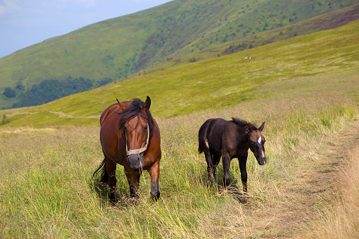 horse with foal on meadowhorse with foal on meadowhorse with foal on meadow