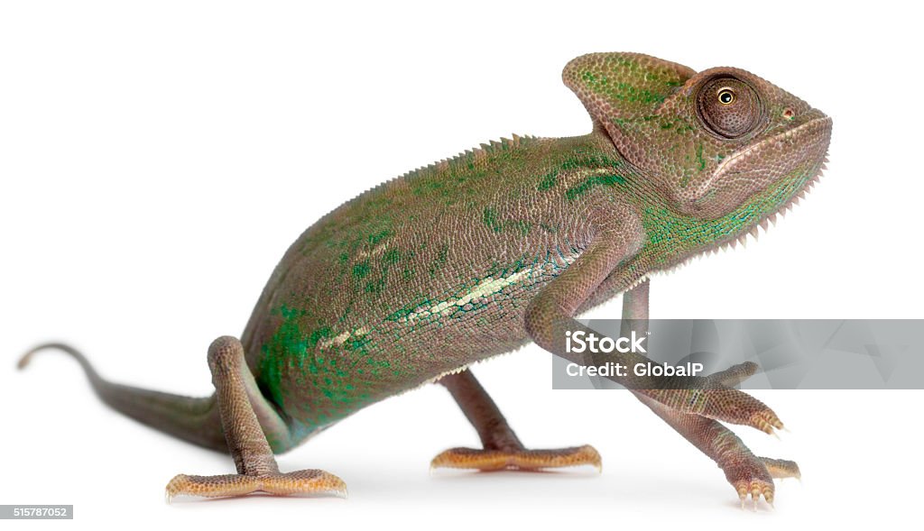 Young veiled chameleon, Chamaeleo calyptratus, in front of white background Animal Stock Photo