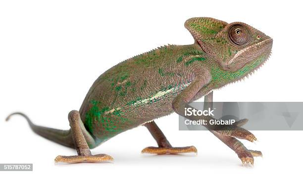Young Veiled Chameleon Chamaeleo Calyptratus In Front Of White Background Stock Photo - Download Image Now