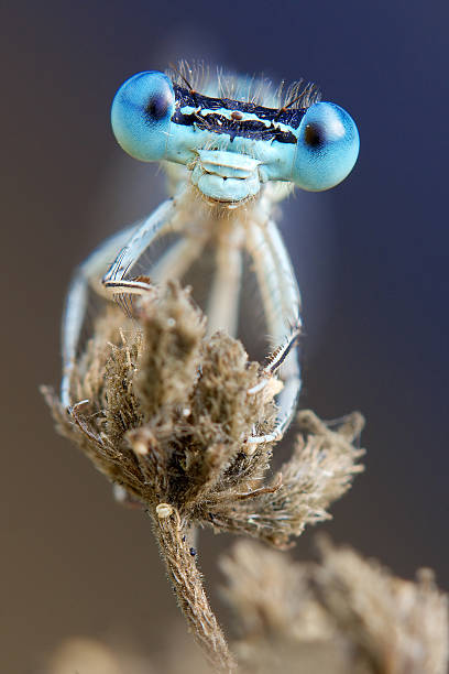 istock blue damselfly eyes portrait 515787096