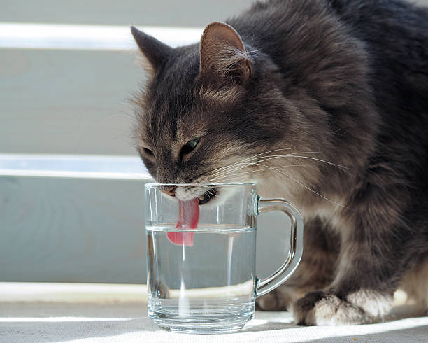 istock The cat drinks water from a glass 515787832