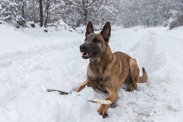 istock Belgian Malinois dog playing in the snow 515788176