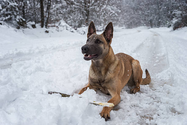 istock Belgian Malinois dog playing in the snow 515788536