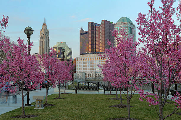 Red buds blooming downtown dusk Red buds in bloom along the Scioto River and Columbus Ohio skyline at John W. Galbreath Bicentennial Park at dusk ohio photos stock pictures, royalty-free photos & images