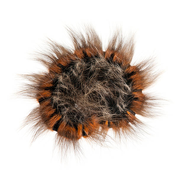 istock Caterpillar of Grass Eggar, is a moth, Lasiocampa trifolii, 515790968