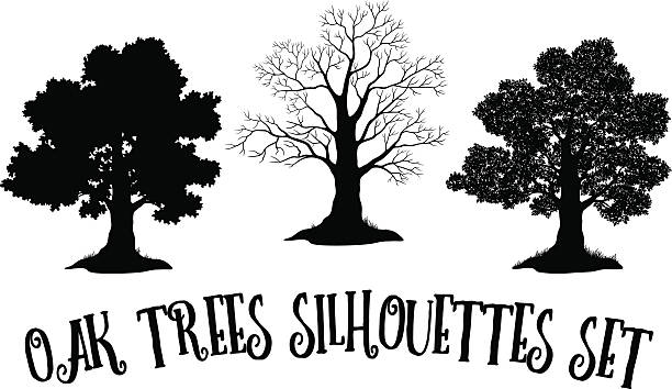 illustrazioni stock, clip art, cartoni animati e icone di tendenza di silhouette alberi di quercia nera - glade branch vector landscape