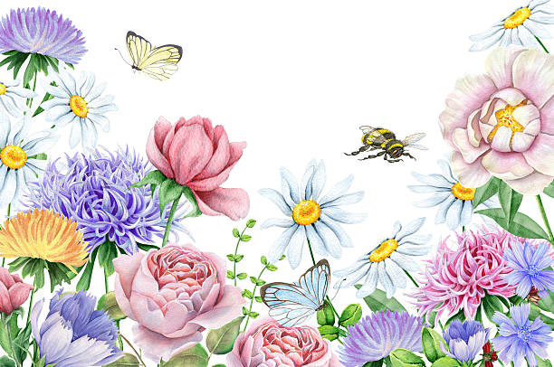 Watercoor floral image with beautiful flowers Hand drawn watercolor flowers isolated on white. A ready-made start for your greeting cards and other products. The author is Ekaterina Mikheeva, date of creation - March, 2016 butterfly purple blue isolated stock illustrations
