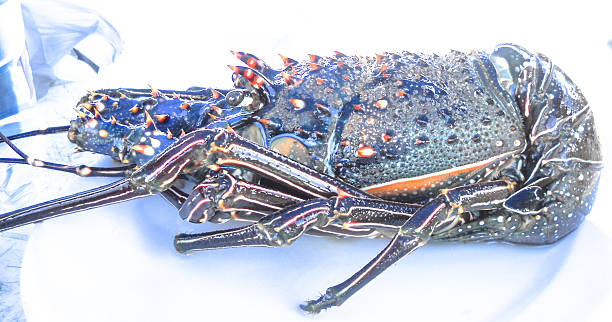 istock Lobster of Mexico 515792232