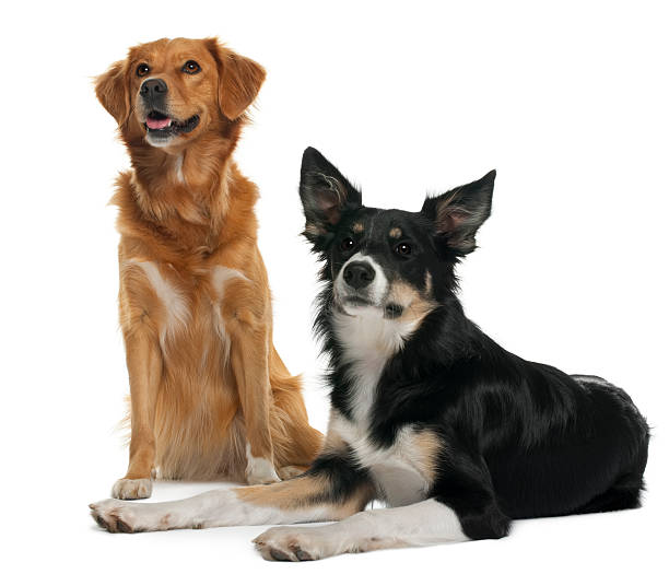 istock Border collie and a Nova scotia duck-tolling retriever 515792244