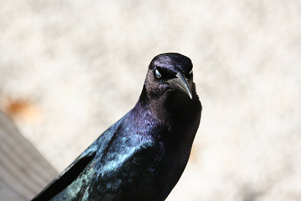 istock Grackle bird in Florida everglades 515792284