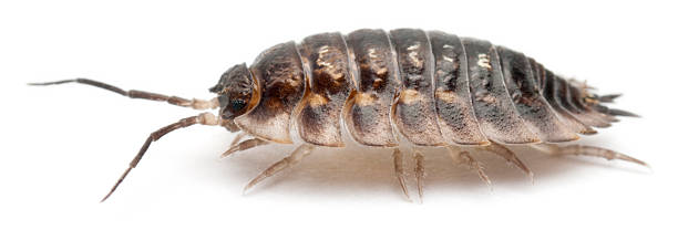 istock Common woodlouse, Oniscus asellus, in front of white background 515792658