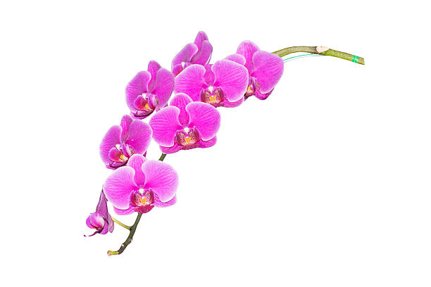 istock Pink orchid branch isolated on white background 515792814