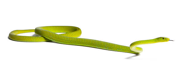 istock Eastern green mamba - Dendroaspis angusticeps, poisonous, white background 515802780