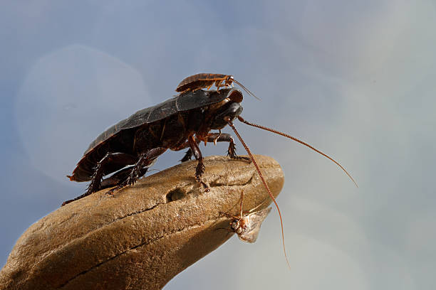 istock closeup two Madagascar cockroaches and butterfly on a stone 515803196