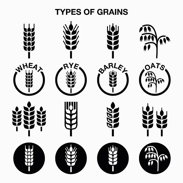 rodzaj ziarna, zboża ikony-pszenica, żyto, jęczmień, owies zwyczajny - barley grass illustrations stock illustrations