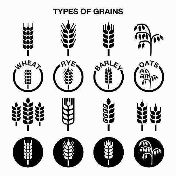 ilustrações, clipart, desenhos animados e ícones de tipos de grãos, cereais ícones de trigo, cevada, cevada, aveia - wheat whole wheat cereal plant rye