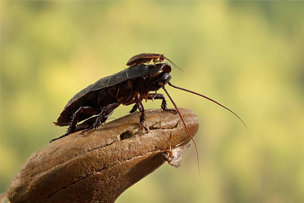 istock closeup two Madagascar cockroaches and butterfly on a stone 515804248
