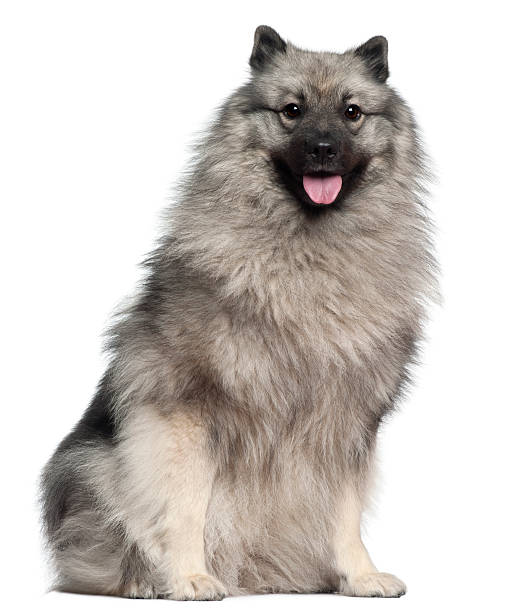 Keeshond, 1 year old, sitting in front of white background