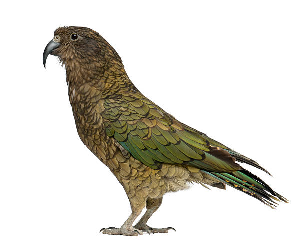 istock Kea, Nestor notabilis, a parrot, standing 515804648