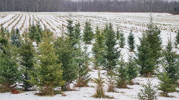 Christmas Holiday Pine Tree Farm, Winter, Snow, New York State stock photo