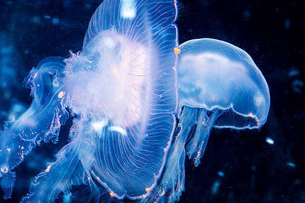 medusa - jellyfish moon jellyfish underwater wildlife fotografías e imágenes de stock