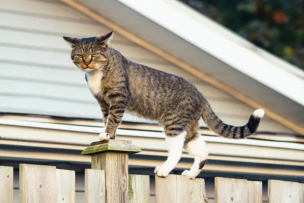 Grumpy Tomcat Standing On A Fence. Striped grey and white tabby catwalks across an old fence. Very green eyes.