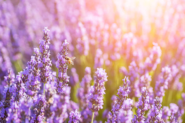 Beautiful lavender flowers with sunshine