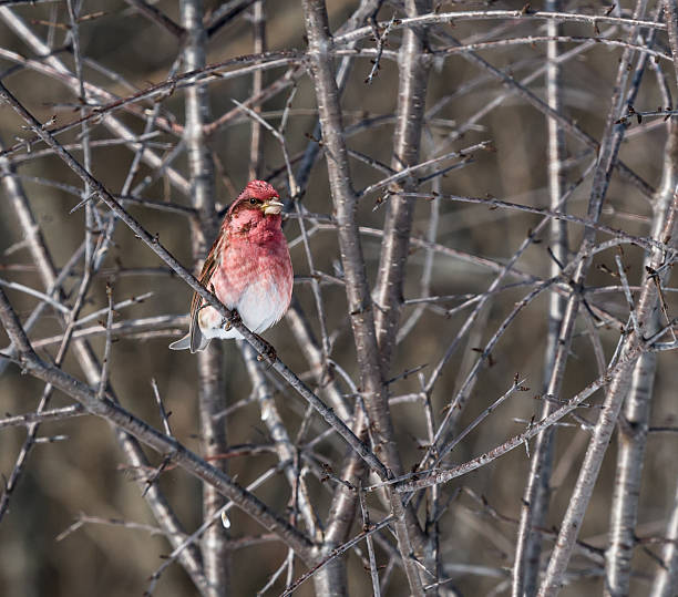 istock Male Purple Finch 515806986