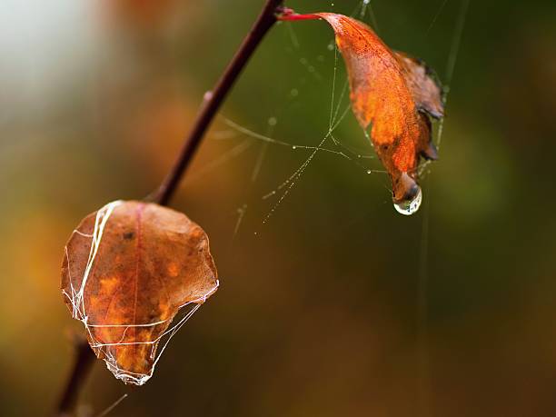 istock Dried autumn leaves with cobweb and waterdrops 515807340