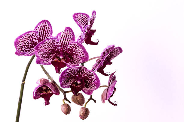 istock Violet orchid flower on white background 515807458