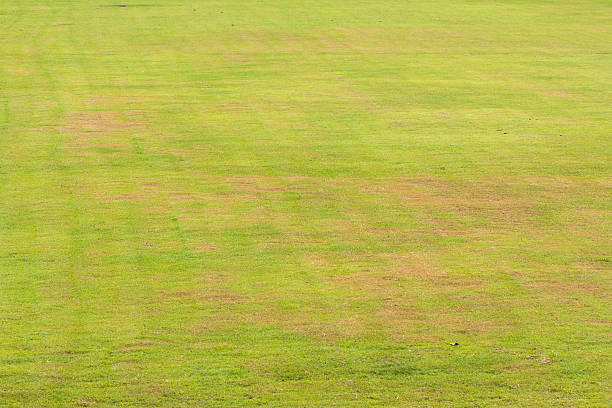 istock Close up of green grass 515807506