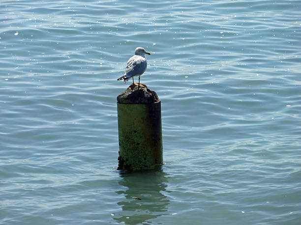 Perched Sea Gull Key West Perched sea gull photographed in Key West Florida logan west stock pictures, royalty-free photos & images