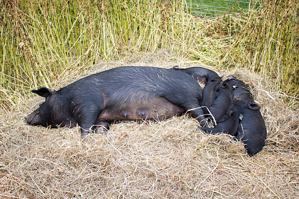 Sleeping Mother Pig and Piglets stock photo