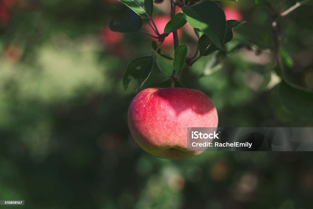 Ein Apfel auf dem Baum im Regen - Lizenzfrei Eva - Biblische Figur Stock-Foto
