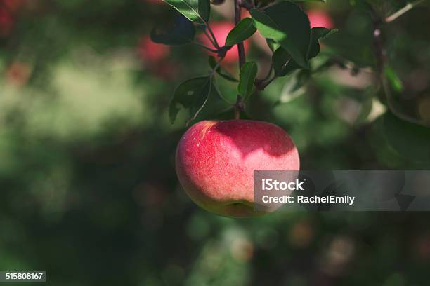 Ein Apfel Auf Dem Baum Im Regen Stockfoto und mehr Bilder von Eva - Biblische Figur - Eva - Biblische Figur, Adam - Bibelfigur, Agrarbetrieb