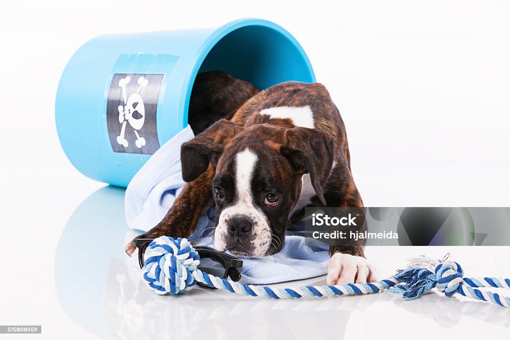 Boxer dog inside a bucket Boxer dog at studio inside a blue bucket Animal Stock Photo
