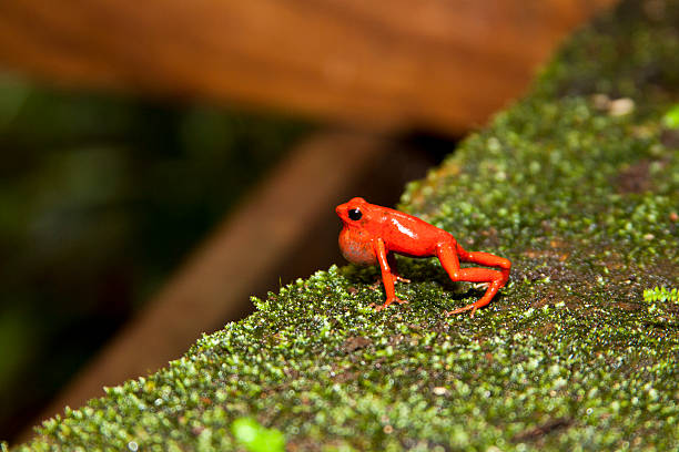 strawberry poison dart frog - posion zdjęcia i obrazy z banku zdjęć