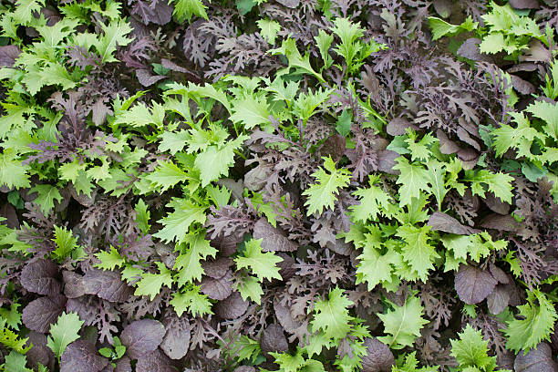 Green and Black Garden Leaves stock photo