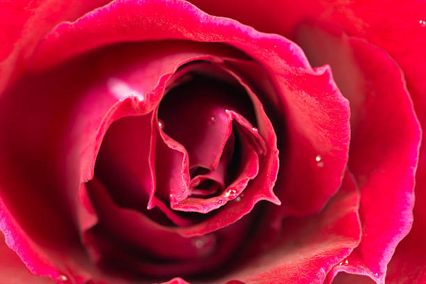 istock Macro image of red rose with water droplets 515809546