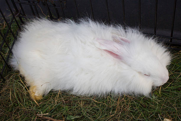 White Rabbit Sleeping stock photo