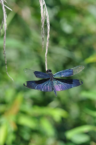 rhyothemis fuliginosa - fuliginosa стоковые фото и изображения