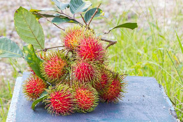 istock fresh rambutans on blue bench, with copyspace on the right 515813195