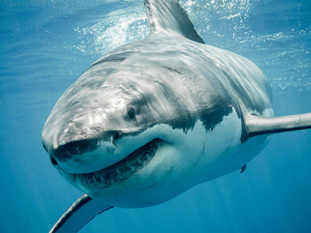 Great white shark smiling in the blue ocean Great white shark smiling in the blue ocean great white shark stock pictures, royalty-free photos & images