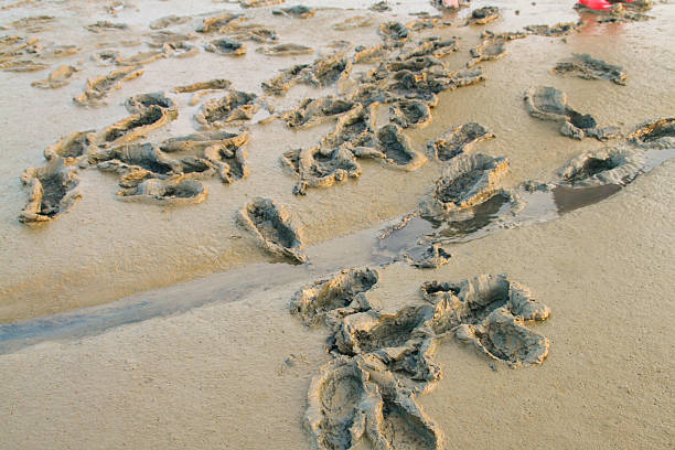 wade davis - sea beach mud flat mud stock-fotos und bilder