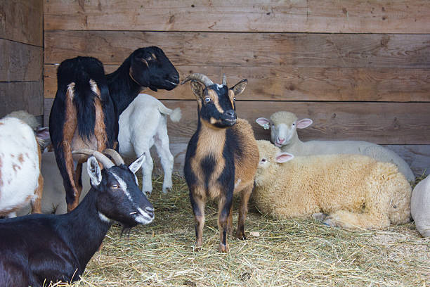 Goats and Sheep Inside a Barn stock photo