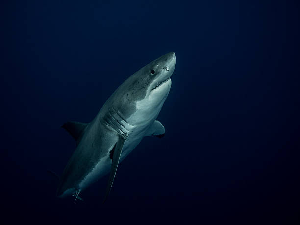 istock Great white shark (Carcharodon carcharias) emerging from the depths 515813948